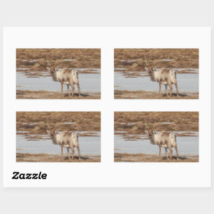 Sticker Rectangulaire Photo de la nature des rennes