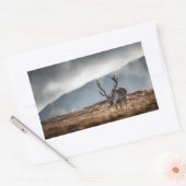 Sticker Rectangulaire Photo de la nature des rennes (Enveloppe)