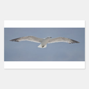 Sticker Rectangulaire Photo de mouette