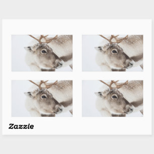 Sticker Rectangulaire Photo de renne dans la nature