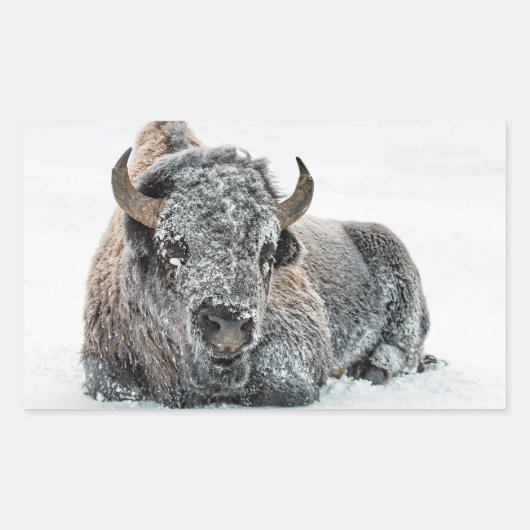 Sticker Rectangulaire Photo de Wildlife Buffalo Snow (Devant)