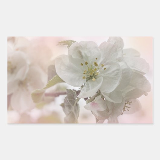Sticker Rectangulaire Photo en fleurs de pomme blanche (Devant)