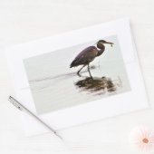 Sticker Rectangulaire Photo Great Blue Heron (Enveloppe)