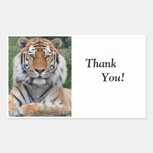 Sticker Rectangulaire Photo principale de tigre la belle vous remercient