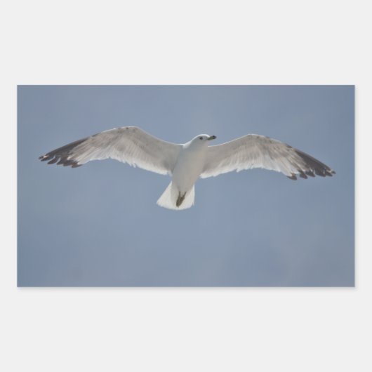 Sticker Rectangulaire Photo Seagull (Devant)