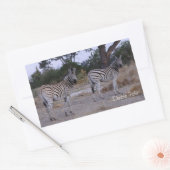 Sticker Rectangulaire Photo Zebra Double Take (Enveloppe)