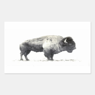 Sticker Rectangulaire Photographie historique de bison américain
