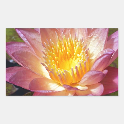 Sticker Rectangulaire Photos Pink Water Lily (Devant)