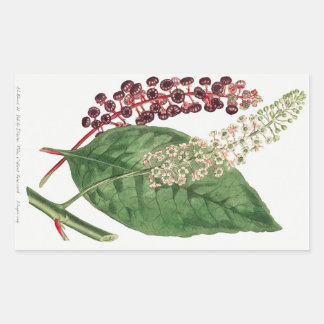 Sticker Rectangulaire Phytolacca Decandra (Pokeweed américain) (1806)