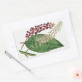 Sticker Rectangulaire Phytolacca Decandra (Pokeweed américain) (1806) (Enveloppe)
