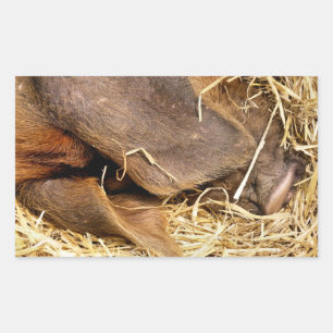 STICKER RECTANGULAIRE PIÈCES