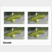 Sticker Rectangulaire Pilière à queue noire (chenille) sur Dil (Feuille)