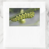 Sticker Rectangulaire Pilière à queue noire (chenille) sur Dil (Sac)