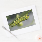 Sticker Rectangulaire Pilière à queue noire (chenille) sur Dil (Enveloppe)