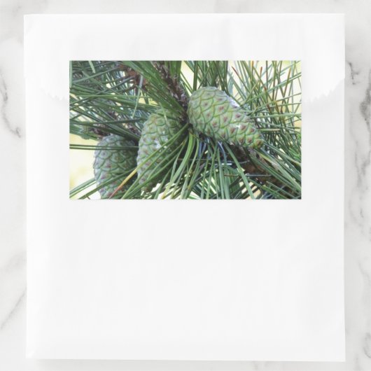 Sticker Rectangulaire Pine de Vacances (Sac)