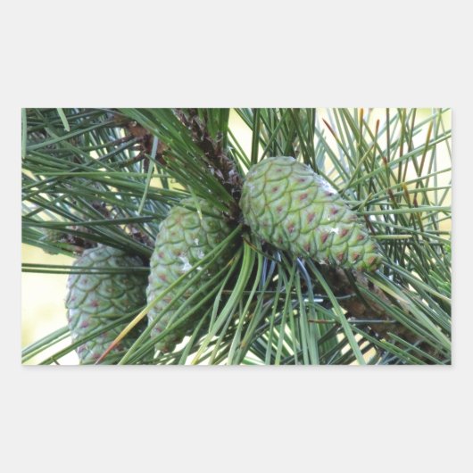 Sticker Rectangulaire Pine de Vacances (Devant)