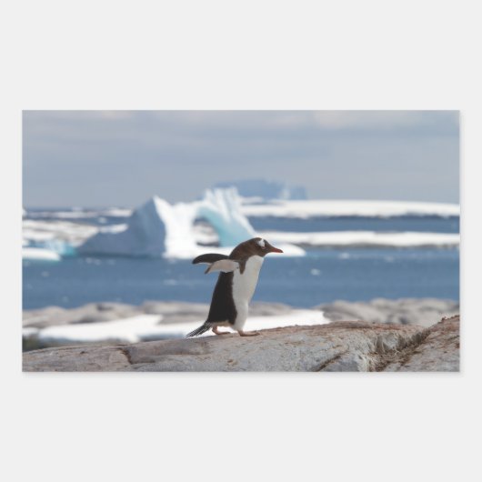 Sticker Rectangulaire Pingouin devant une arche de glace (Devant)