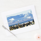 Sticker Rectangulaire Pingouins empereurs (Enveloppe)