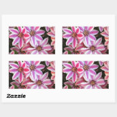 Sticker Rectangulaire Pink and white striped clematis flowers (Feuille)