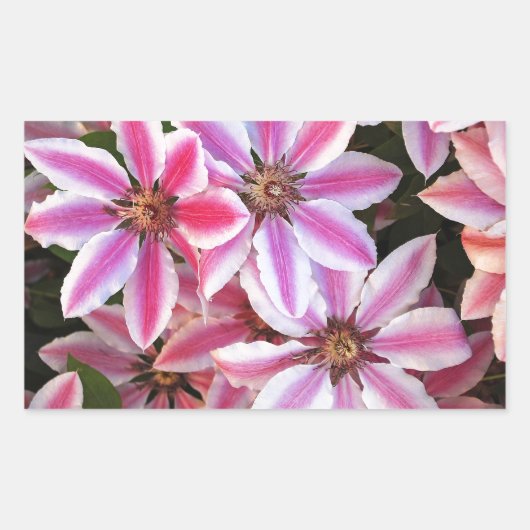 Sticker Rectangulaire Pink and white striped clematis flowers (Devant)