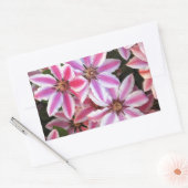 Sticker Rectangulaire Pink and white striped clematis flowers (Enveloppe)
