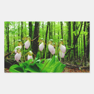 Sticker Rectangulaire Pink Lady Slipper sauvage orchidée