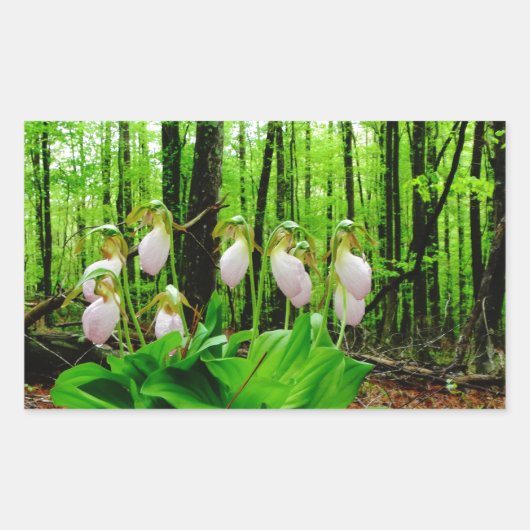 Sticker Rectangulaire Pink Lady Slipper sauvage orchidée (Devant)