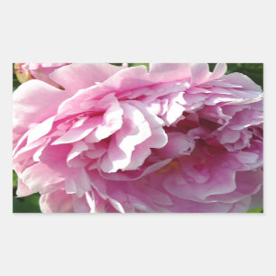 Sticker Rectangulaire Pink Peony photo cottage ferme jardin fleuri