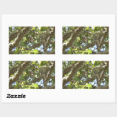Sticker Rectangulaire Pinson des arbres (Feuille)