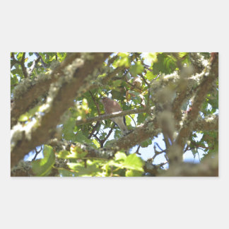 Sticker Rectangulaire Pinson des arbres