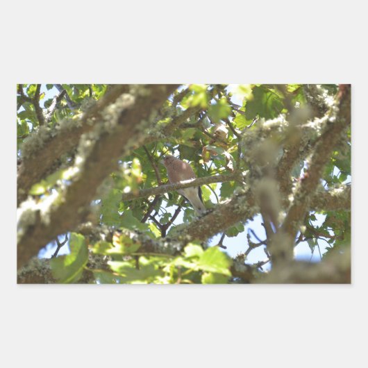 Sticker Rectangulaire Pinson des arbres (Devant)