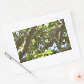 Sticker Rectangulaire Pinson des arbres (Enveloppe)