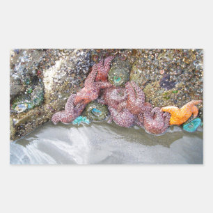 Sticker Rectangulaire Piscine à marée, plage de Ruby, parc national olym