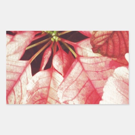 Sticker Rectangulaire Poinsettia (Devant)