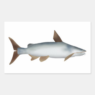 Sticker Rectangulaire Poisson-chat soldat