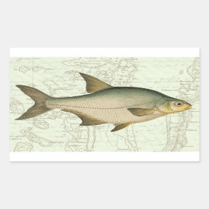 Sticker Rectangulaire Poisson d'eau douce sur la carte