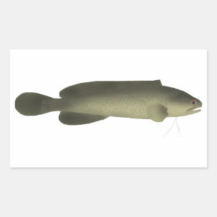 Sticker Rectangulaire Poisson noir de rivière Imprimer, papier d'affiche