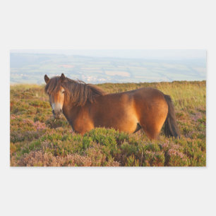 Sticker Rectangulaire poney d'Exmoor, cheval, Somerset, Angleterre