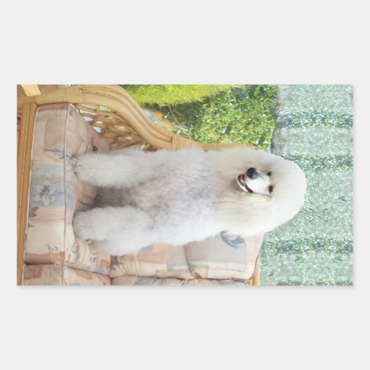 Sticker Rectangulaire Poodle Standard Blanc (Devant)