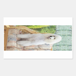 Sticker Rectangulaire Poodle Standard Blanc