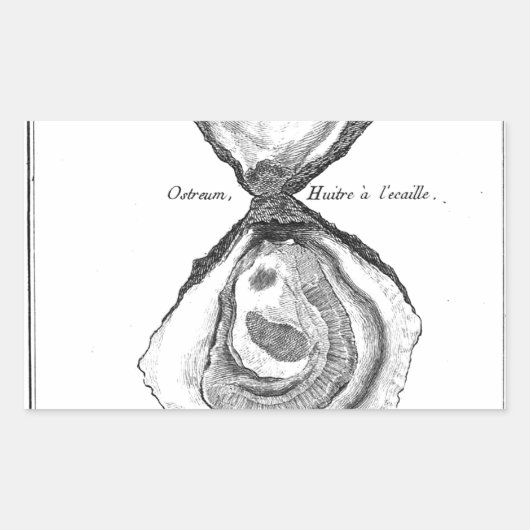 Sticker Rectangulaire Poster de animal vintage Oyster (Devant)