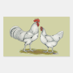 Sticker Rectangulaire Poulets blancs Austra