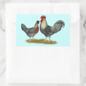 Sticker Rectangulaire Poulets Legbar à la crème (Sac)