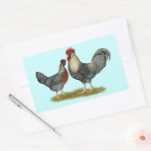 Sticker Rectangulaire Poulets Legbar à la crème (Enveloppe)