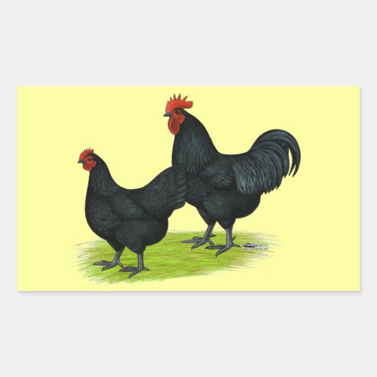 Sticker Rectangulaire Poulets noirs Australorp (Devant)