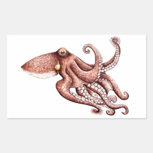 Sticker Rectangulaire Poulpe - Octopus vulgaris (Devant)