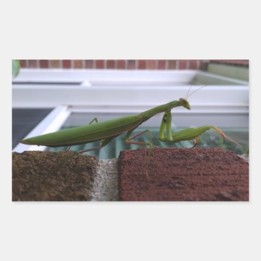 Sticker Rectangulaire Priez Mantis sur mur de briques (Devant)