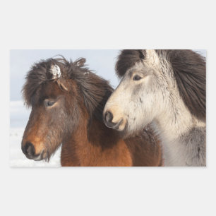 Sticker Rectangulaire Profil de cheval islandais, Islande