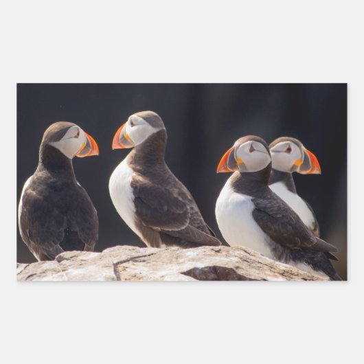 Sticker Rectangulaire Puffins (Devant)