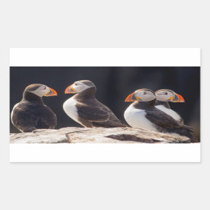 Sticker Rectangulaire Puffins